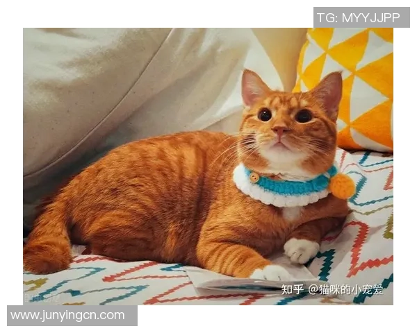 足球球星宠爱猫咪的故事与画作背后的创作者揭秘